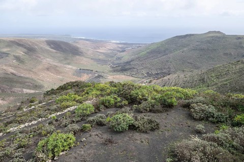 Agriculture terraced landscape seen from the Mirador del Guinate, Haria, Lanzarote, Canary Islands,