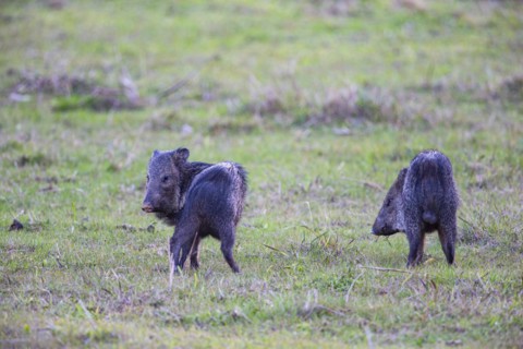 Collared peccary (Tayassu tajacu) Pantanal Brazil