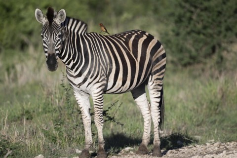 Plains zebra (Equus quagga) with oxpecker, Madikwe Game Reserve, North West Province, South Africa,