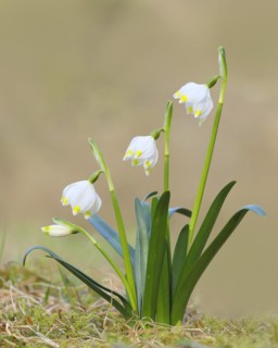 Spring snowdrop (Leucojum vernum), March snowdrop, March bell, large snowdrop. Amaryllis family