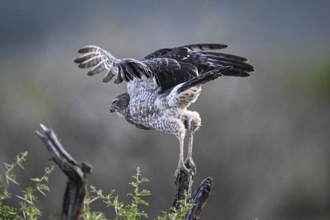Silver Singing Goshawk, also known as pale chanting goshawk (Melierax canorus) juvenile, Madikwe