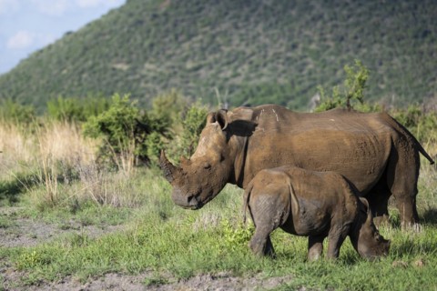 White rhinoceros (Ceratotherium simum) cow with baby, Madikwe Game Reserve, North West Province,