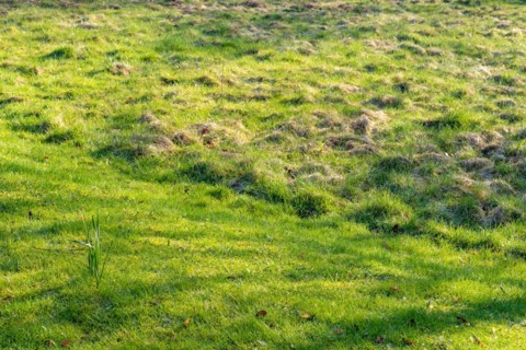 Sunshine and shade on an uneven grass field