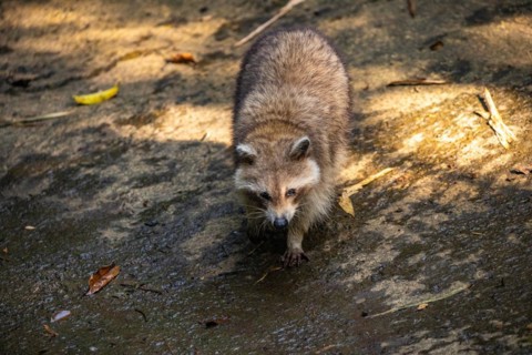 Raccoon in natural environment, close-up, portrait of the animal on Guadeloupe au Parc des