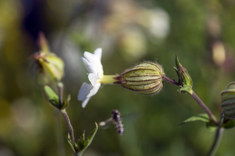 White campion (Silene latifolia), Bavaria, Germany, Europe