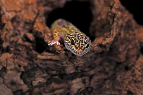 Leopard gecko (Eublepharis macularius), adult, portrait, looks out of burrow, captive
