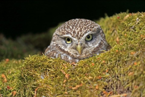 Little owl (Athene noctua), (Tyto alba), adult, at breeding den, alert, portrait, Lowick,