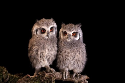 Southern white-faced owl (Ptilopsis granti), juvenile, two juveniles, siblings, at night, on guard,