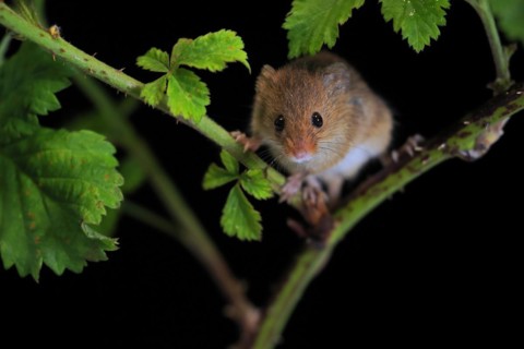 Eurasian harvest mouse (Micromys minutus), adult, on plant stalk, foraging, at night, Scotland,