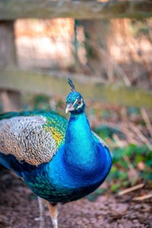 The peacock bird (Pavo cristatus) roams its territory, Leuna, Saxony-Anhalt, Germany, Europe