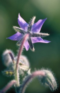 Close-up of a purple flower with a soft, blurred green background that conveys a calm mood Borage