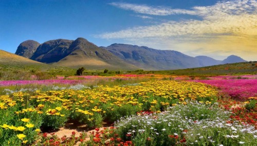 KI generated, The desert in Namaqualand blooms in August and September each year, Namibia, Africa