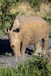 White rhinoceros (Ceratotherium simum), Madikwe Game Reserve, North West Province, South Africa,