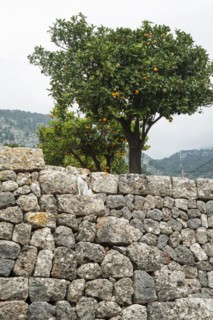Citrus plantation and old stone wall, Fornalutx, Serra de Tramuntana, Majorca, Balearic Islands,