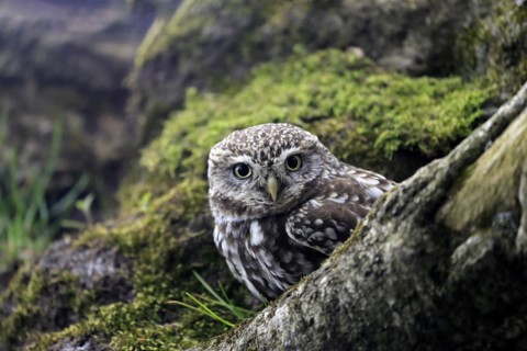 Little owl (Athene noctua), (Tyto alba), adult, on tree trunk, alert, portrait, Lowick,
