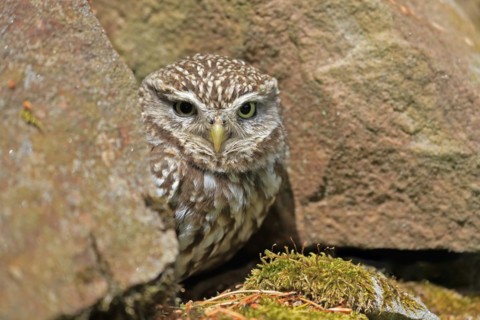 Little owl (Athene noctua), (Tyto alba), adult, at breeding den, alert, portrait, Lowick,