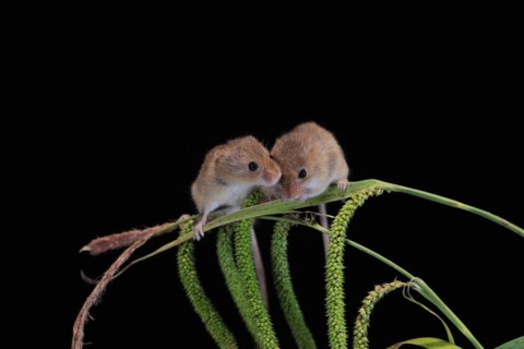 Eurasian harvest mouse (Micromys minutus), adult, two, pair, on plant stalks, spikes, foraging, at