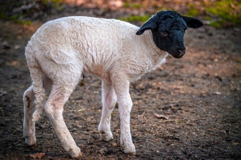 A young domestic sheep (Ovis aries) with white fur and black head, Leuna, Saxony-Anhalt, Germany,