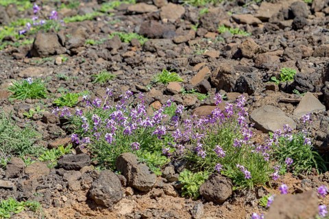 Bolles Levkoje (Matthiola bolleana), endemic plant on Fuerteventura, Canary Island, Spain, Europe