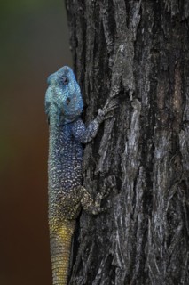 Blue-throated Agama (Acanthocercus atricollis), Madikwe Game Reserve, North West Province, South