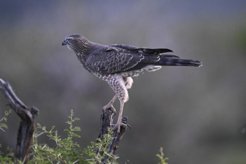 Silver Singing Goshawk, also known as pale chanting goshawk (Melierax canorus) juvenile, Madikwe