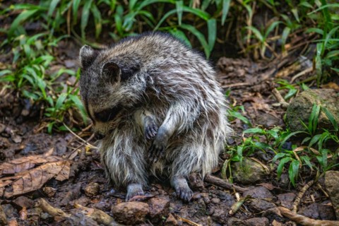 Raccoon in natural environment, close-up, portrait of the animal on Guadeloupe au Parc des