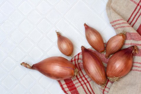 Shallots, onion, Allium cepa