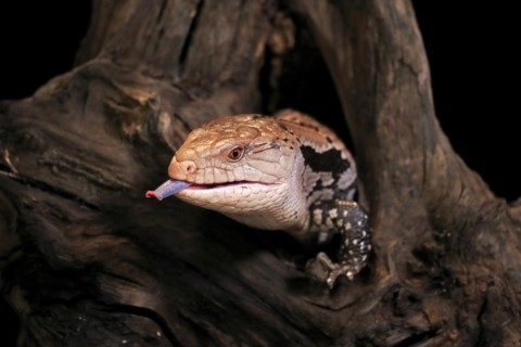 Indonesian blue-tongued skink (Tiliqua gigas), adult, portrait, on tree, captive, tongues,