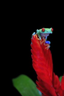 Red-eyed tree frog (Agalychnis callidryas), adult, on bromeliad, captive, Central America