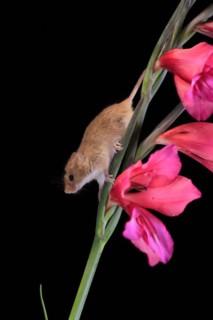 Eurasian harvest mouse (Micromys minutus), adult, on plant stem, flowering, foraging, at night,