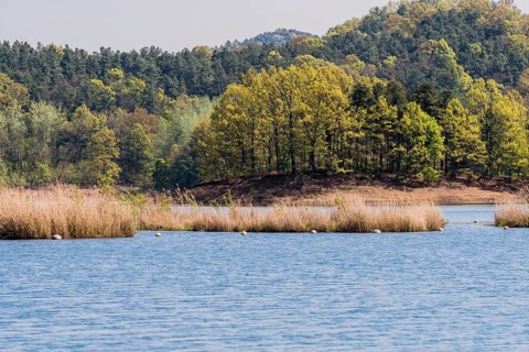 Landscape of small island with tall reeds in the middle of a lake with woodland area on the far