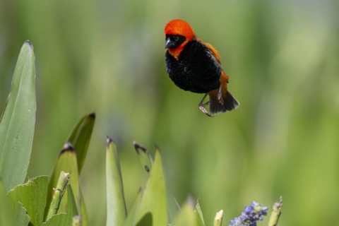 Southern red bishop (Euplectes orix), Irene, Gauteng, South Africa, Africa