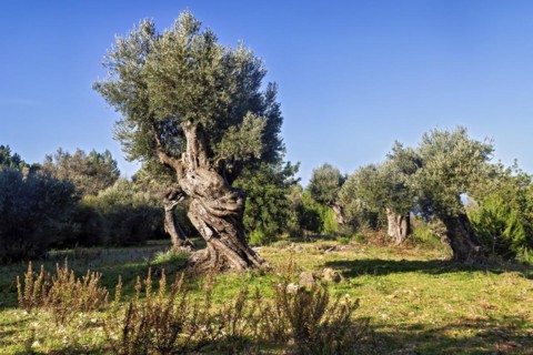 Golden sunlight casting shadows on olive trees with a clear blue sky above, Hiking tour from