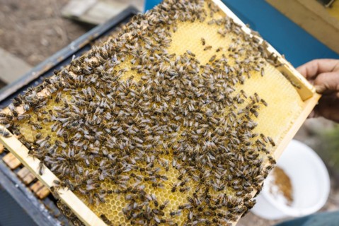 Fantastic beehive producing honey, nature, man and bee, sweet honey, honeycomb, nectar, beekeeping,