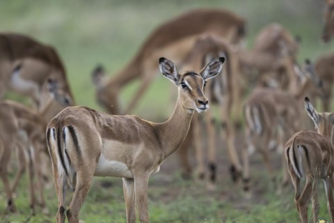 Black Heeler Antelope or Impala (Aepyceros melampus) herd with young, nursery, Madikwe Game