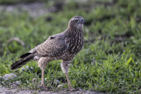 Silver Singing Goshawk, also known as pale chanting goshawk (Melierax canorus) juvenile, Madikwe