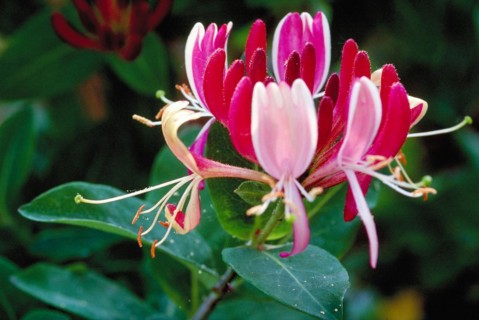 Close-up of a pink and white honeysuckle flower in a natural environment Lonicera caprifolium
