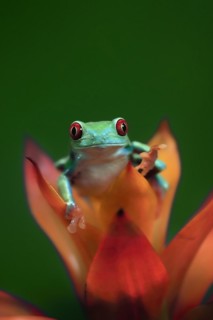 Red-eyed tree frog (Agalychnis callidryas), adult, on bromeliad, captive, Central America