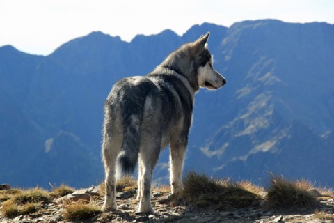 A Husky dog standing on a mountain top looking into the distance, Amazing Dogs in the Nature