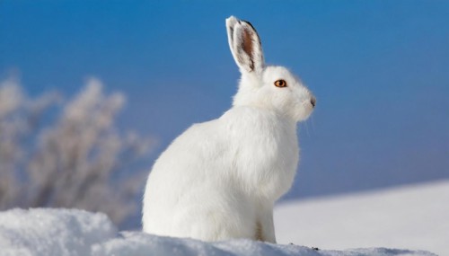 AI generated, A snow hare in winter, (lepus timidus)