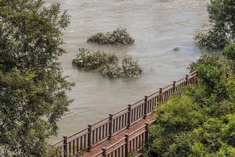 Flooded riverbank with submerged trees behind a wooden railing, in South Korea