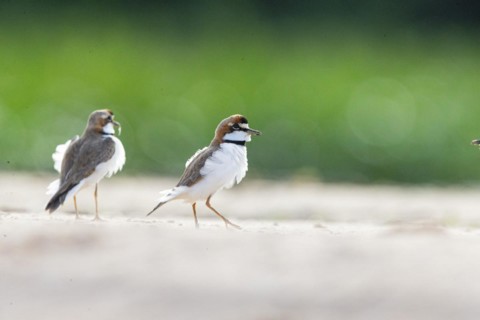 Slender-billed plover (Anarhynchus collaris) Pantanal Brazil
