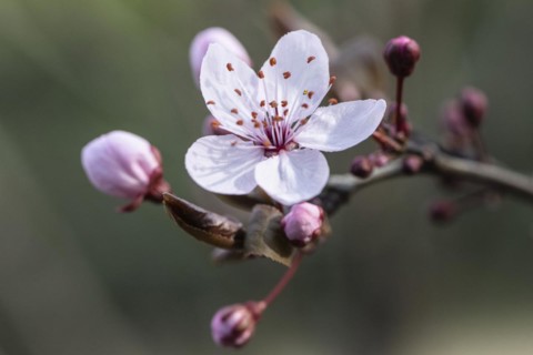 Myrobolane (Prunus cerasifera), blossom, Speyer, Rhineland-Palatinate, Germany, Europe