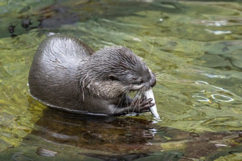 Dwarf otter, Asian oriental small-clawed otter (Aonyx cinerea), Heidelberg Zoo, Baden-Wuerttemberg,