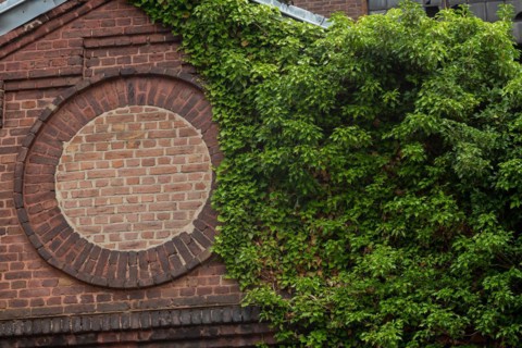 Ivy overgrows an old brick wall with a bricked-up window