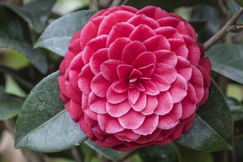 Camellia (Camellia japonica) blossom, Emsland, Lower Saxony, Germany, Europe