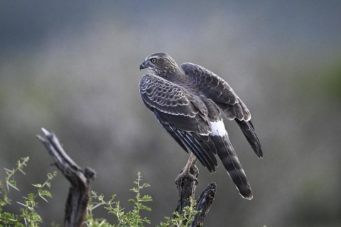 Silver Singing Goshawk, also known as pale chanting goshawk (Melierax canorus) juvenile, Madikwe