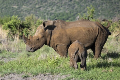White rhinoceros (Ceratotherium simum) cow with baby, Madikwe Game Reserve, North West Province,