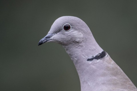 Eurasian collared dove (Streptopelia decaocto), portrait, Emsland, Lower Saxony, Germany, Europe