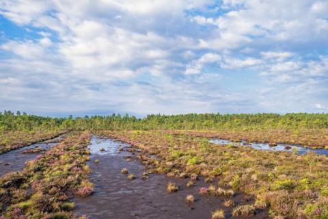 Ditches with mud after peat mining on a peat bog with a pine forest in summer